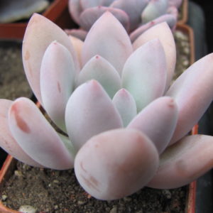 Pachyveria   Opalina
