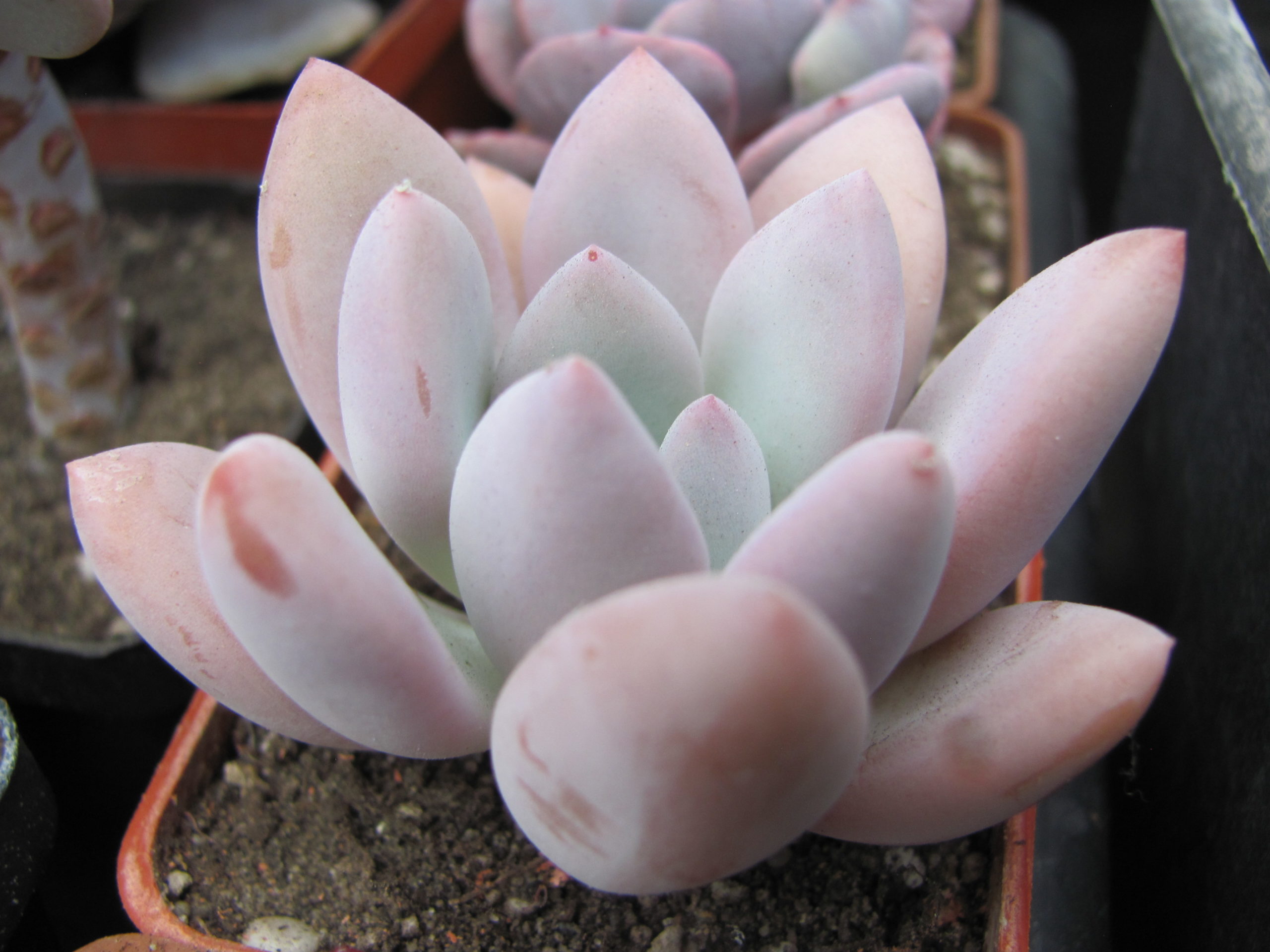 Pachyveria Opalina