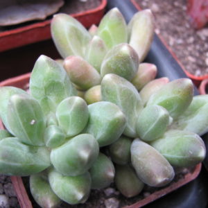 Pachyphytum compactum   *Big Green *