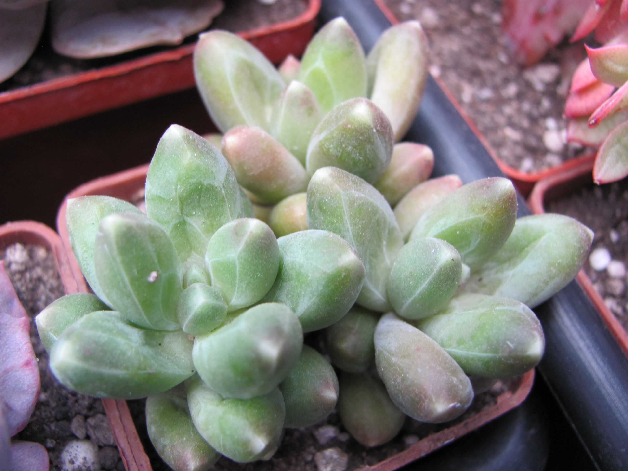 Pachyphytum compactum *Big Green *