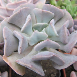 Echeveria   Cubic Frost
