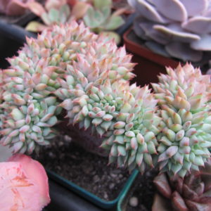 Echeveria   ramillete  cristata