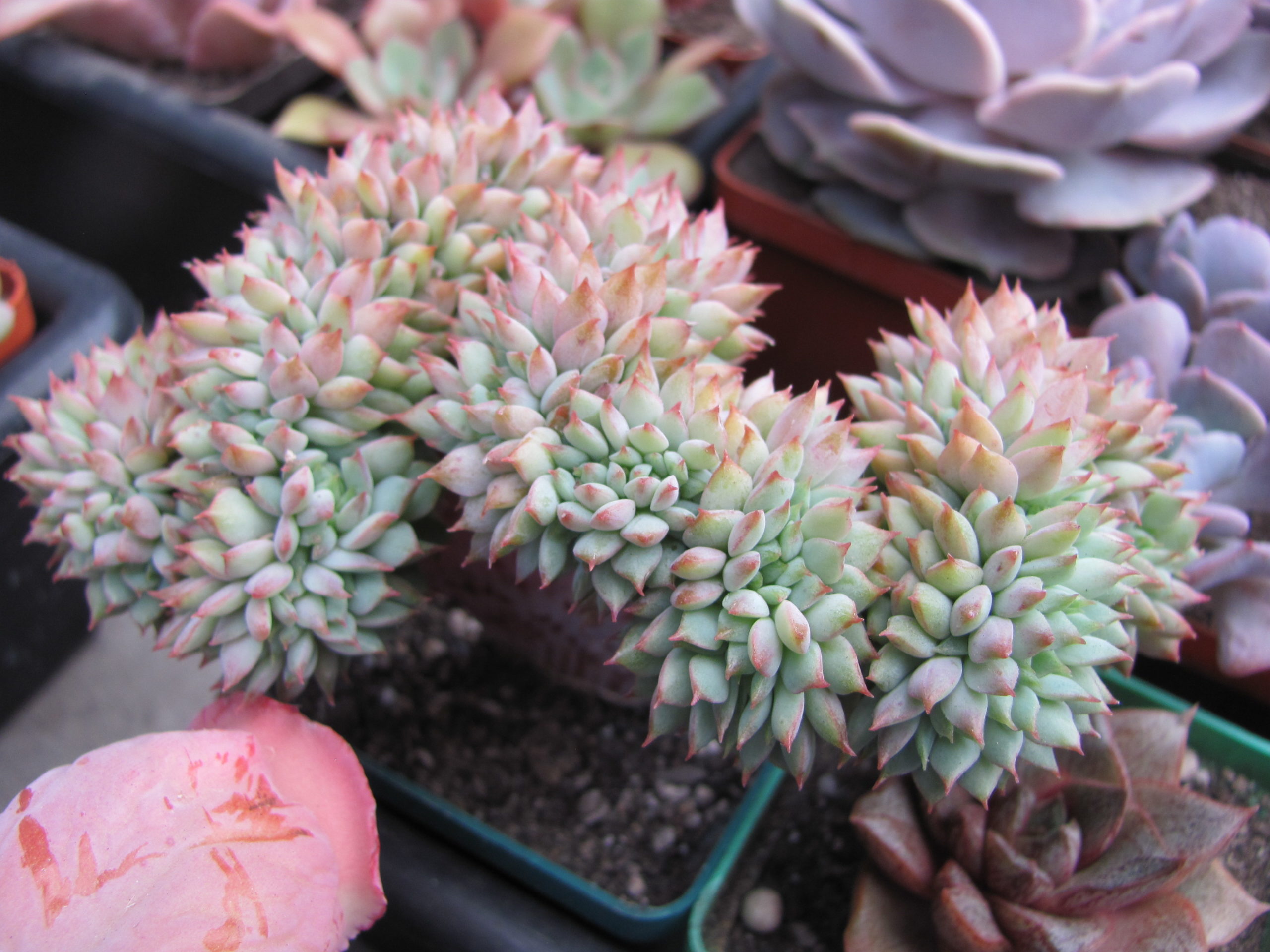 Echeveria ramillete cristata