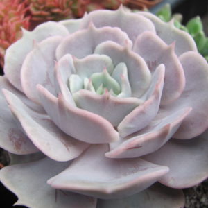 Echeveria   hybr.
