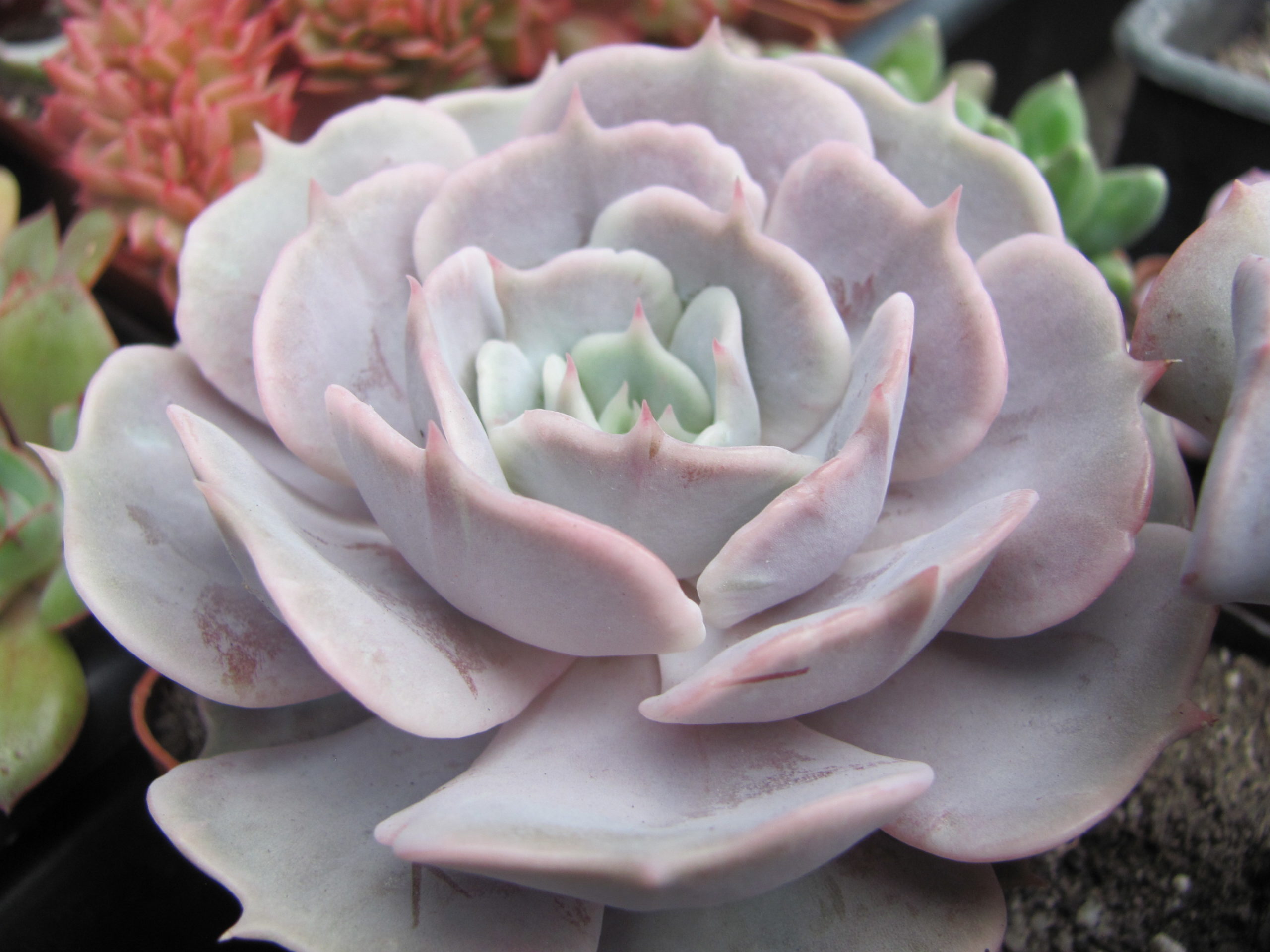 Echeveria hybr.