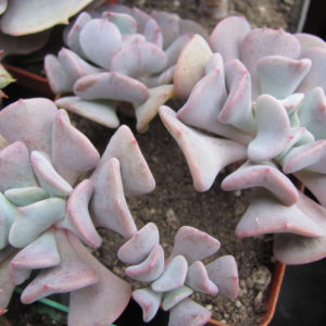 Echeveria Cubic Frost      3 разом