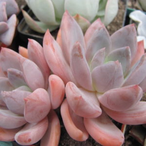 Echeveria Brumes