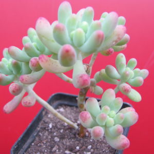 Sedum pachyphyllum