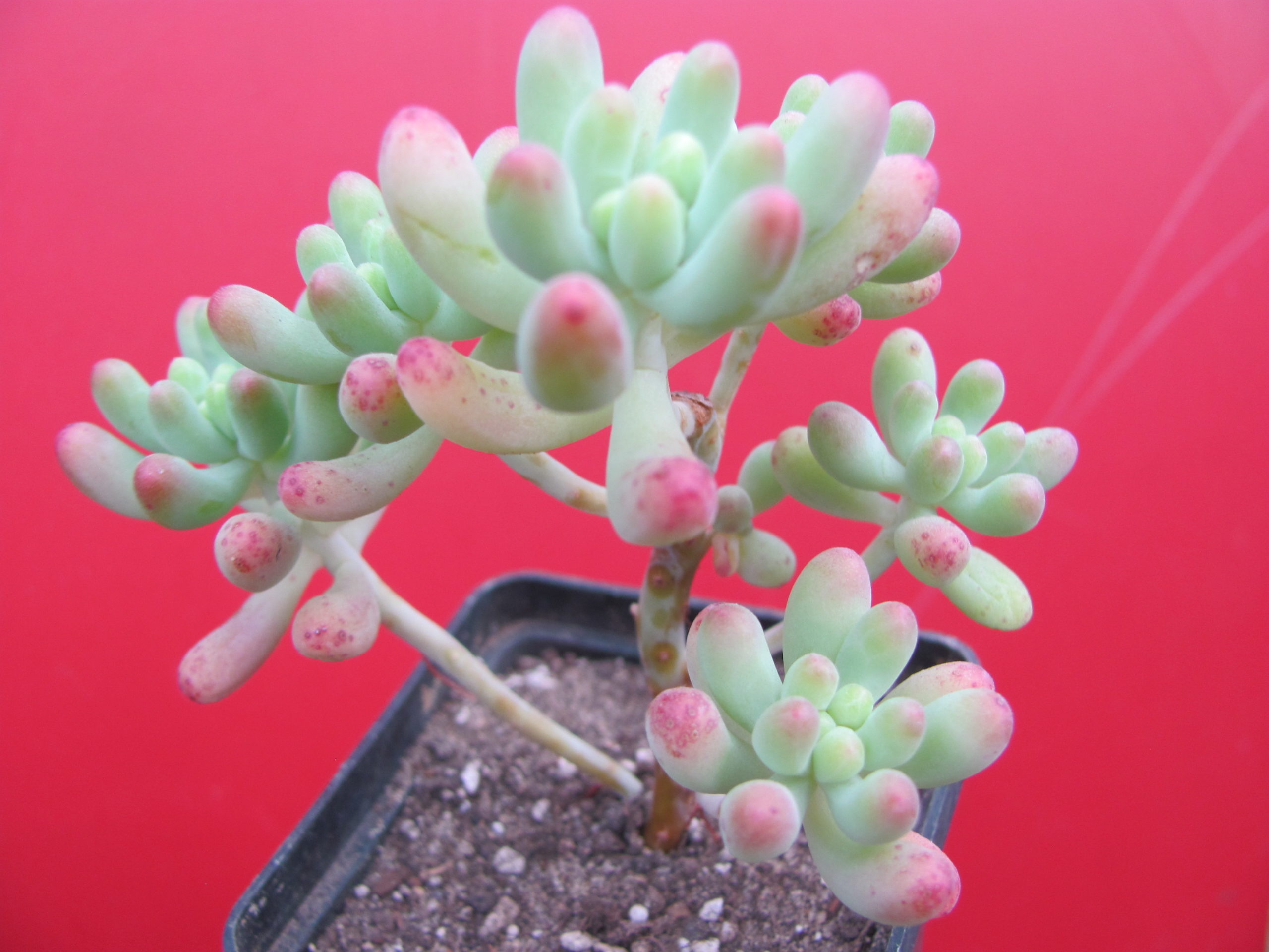 Sedum pachyphyllum