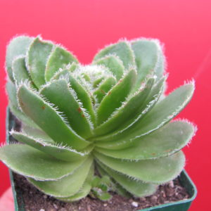 Crassula tomentosa glabrifolia