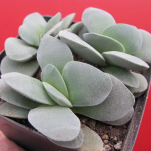 Crassula Morgans Beauty       3 рослини разом