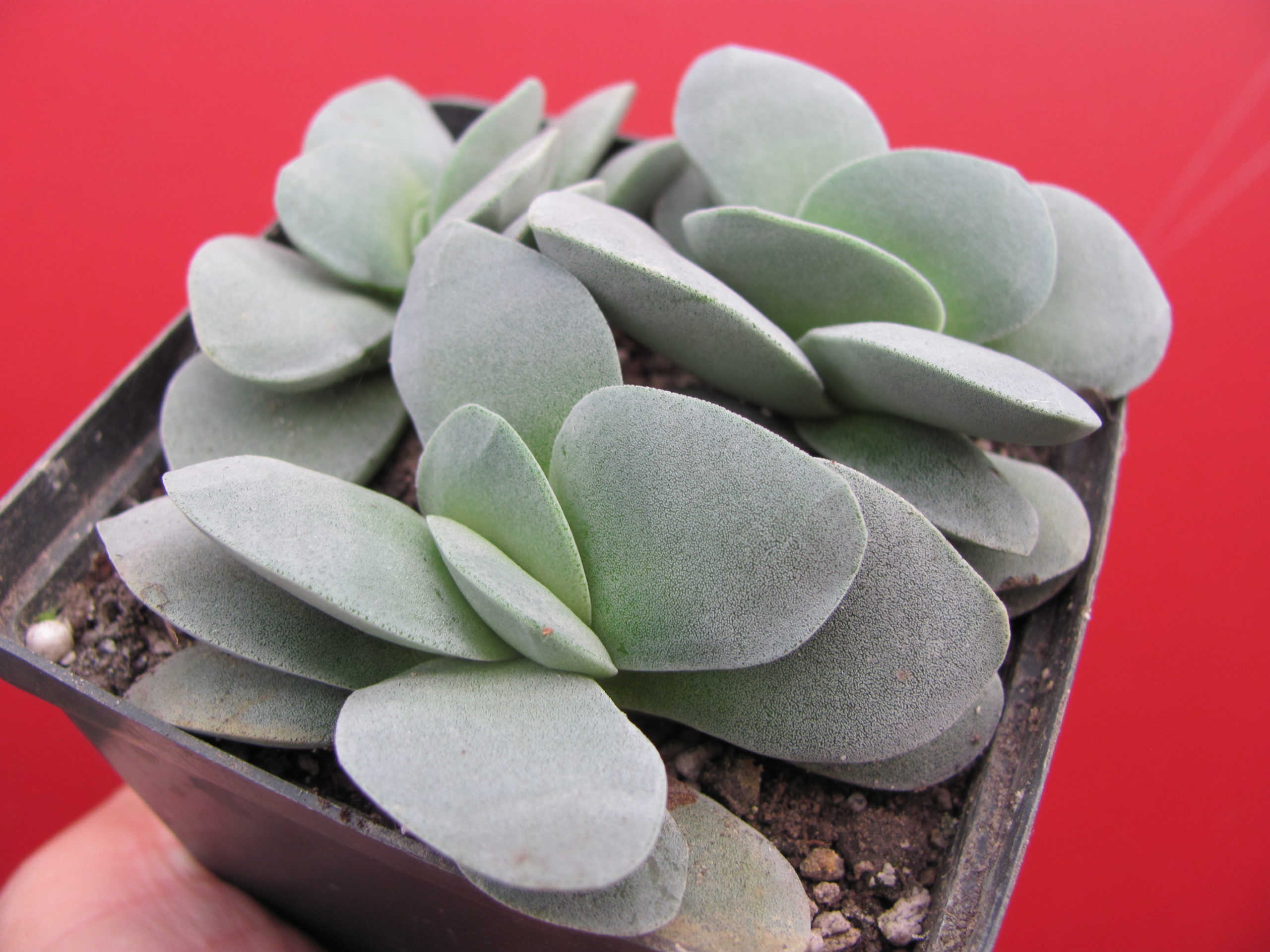 Crassula Morgans Beauty       3 рослини разом