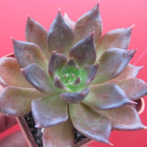 Echeveria   Alfred Graf