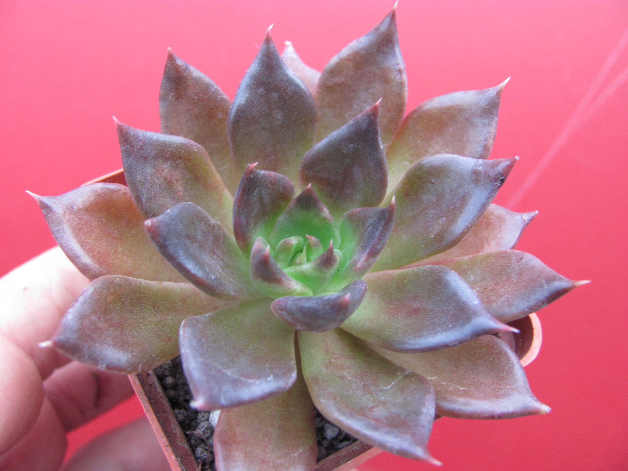 Echeveria   Alfred Graf