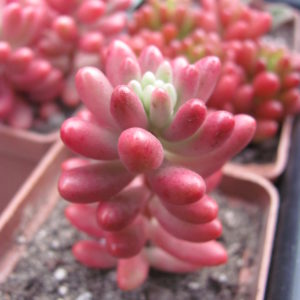 Sedum   Aurora
