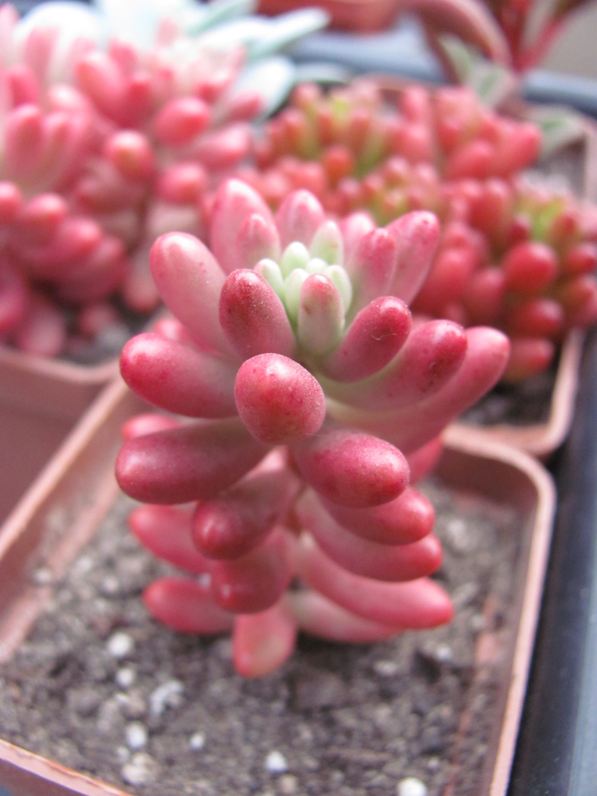 Sedum   Aurora