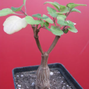 Plectranthus ernstii