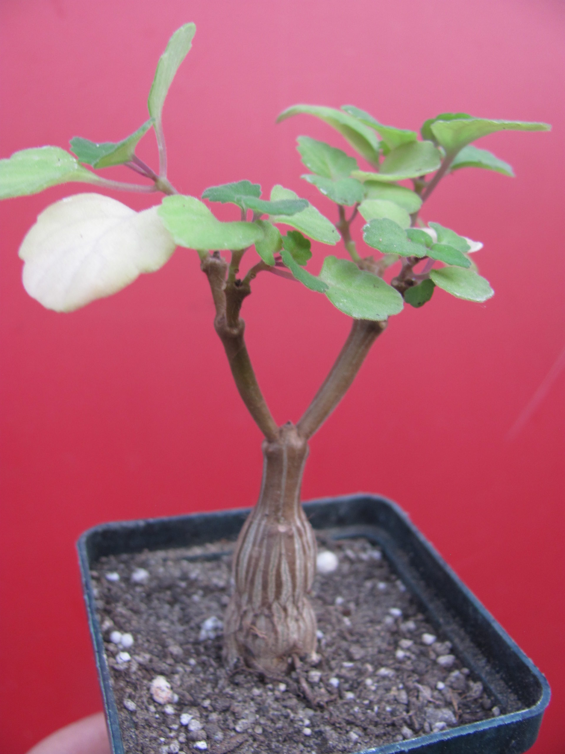 Plectranthus ernstii