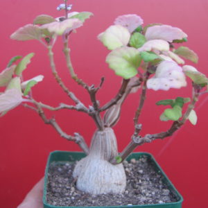 Plectranthus   ernstii