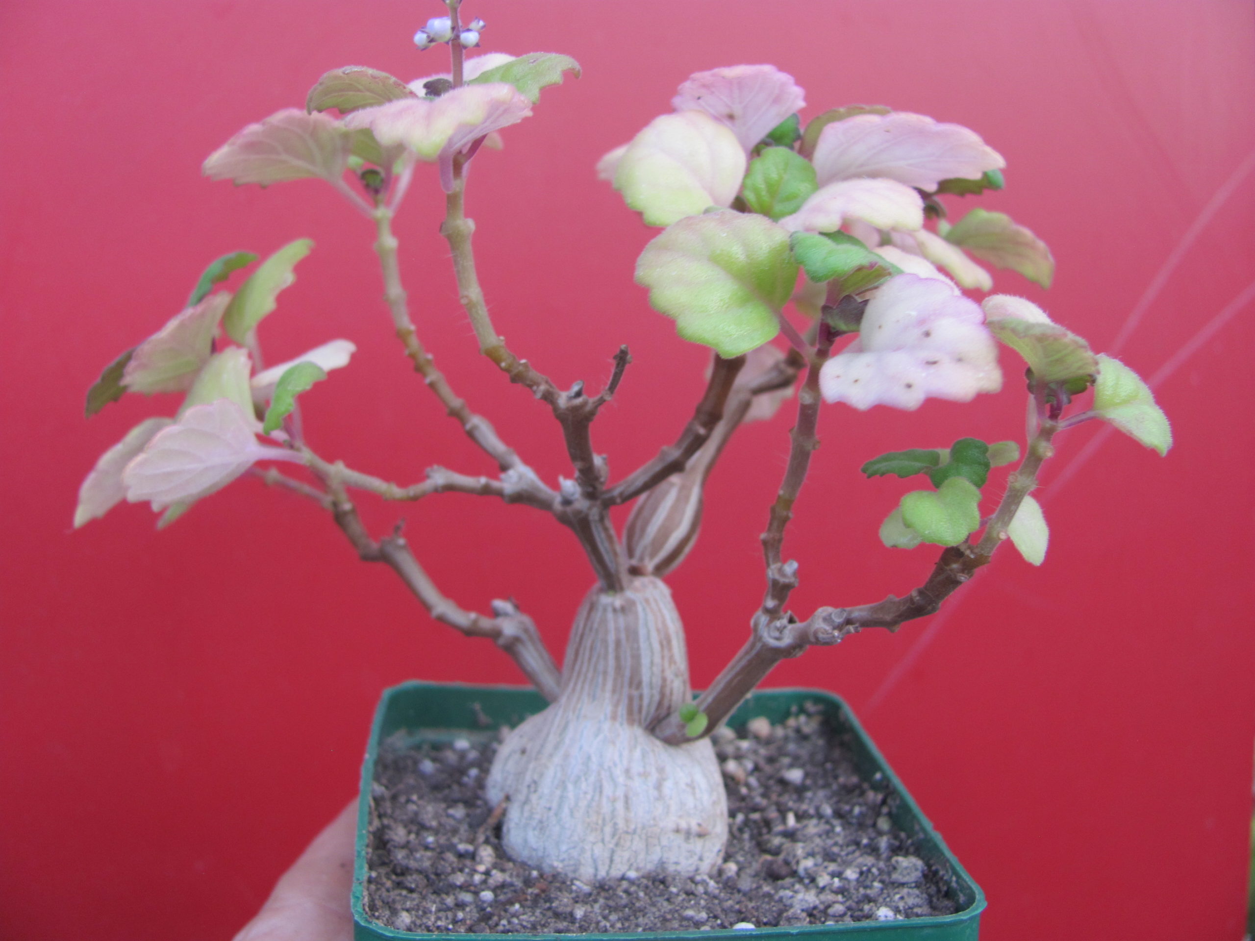 Plectranthus   ernstii