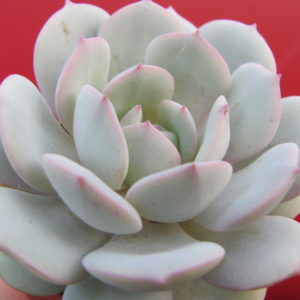 Echeveria  Lunas