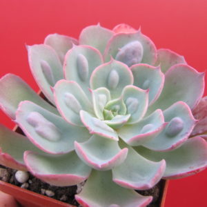 Echeveria    Raindrops  x  Parva