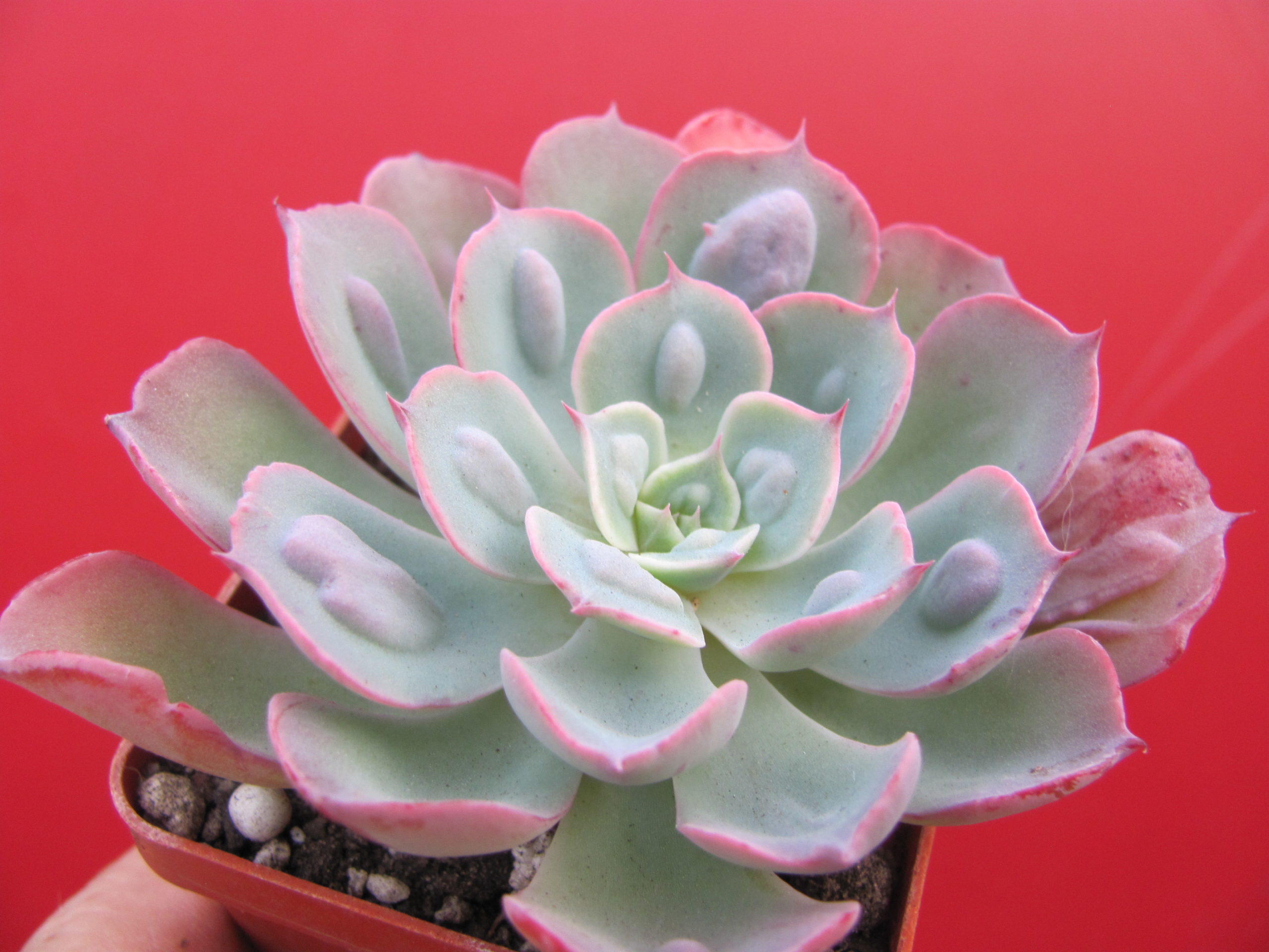 Echeveria Raindrops x Parva