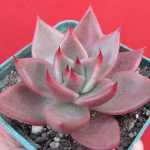 Echeveria    *Bronze Beauty*