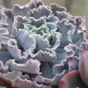 Echeveria    *Curly  Pearl*