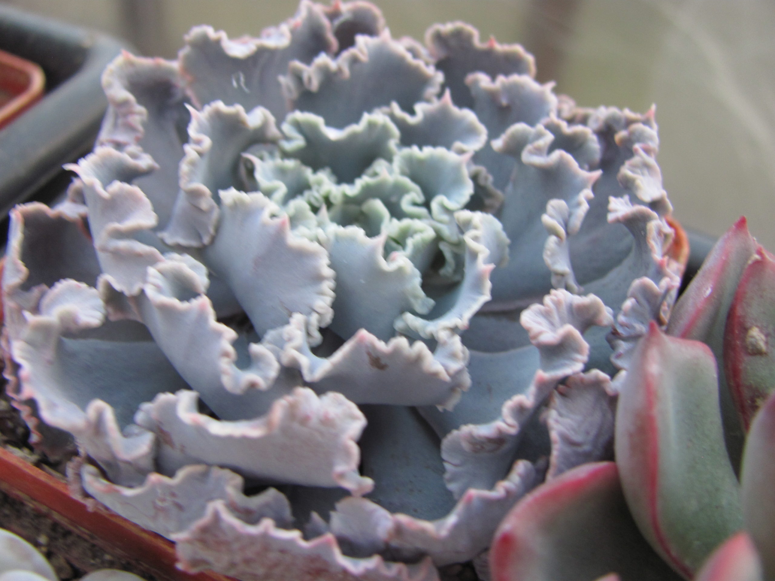 Echeveria    *Curly  Pearl*