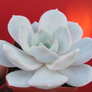 Echeveria  Laui    hybr.