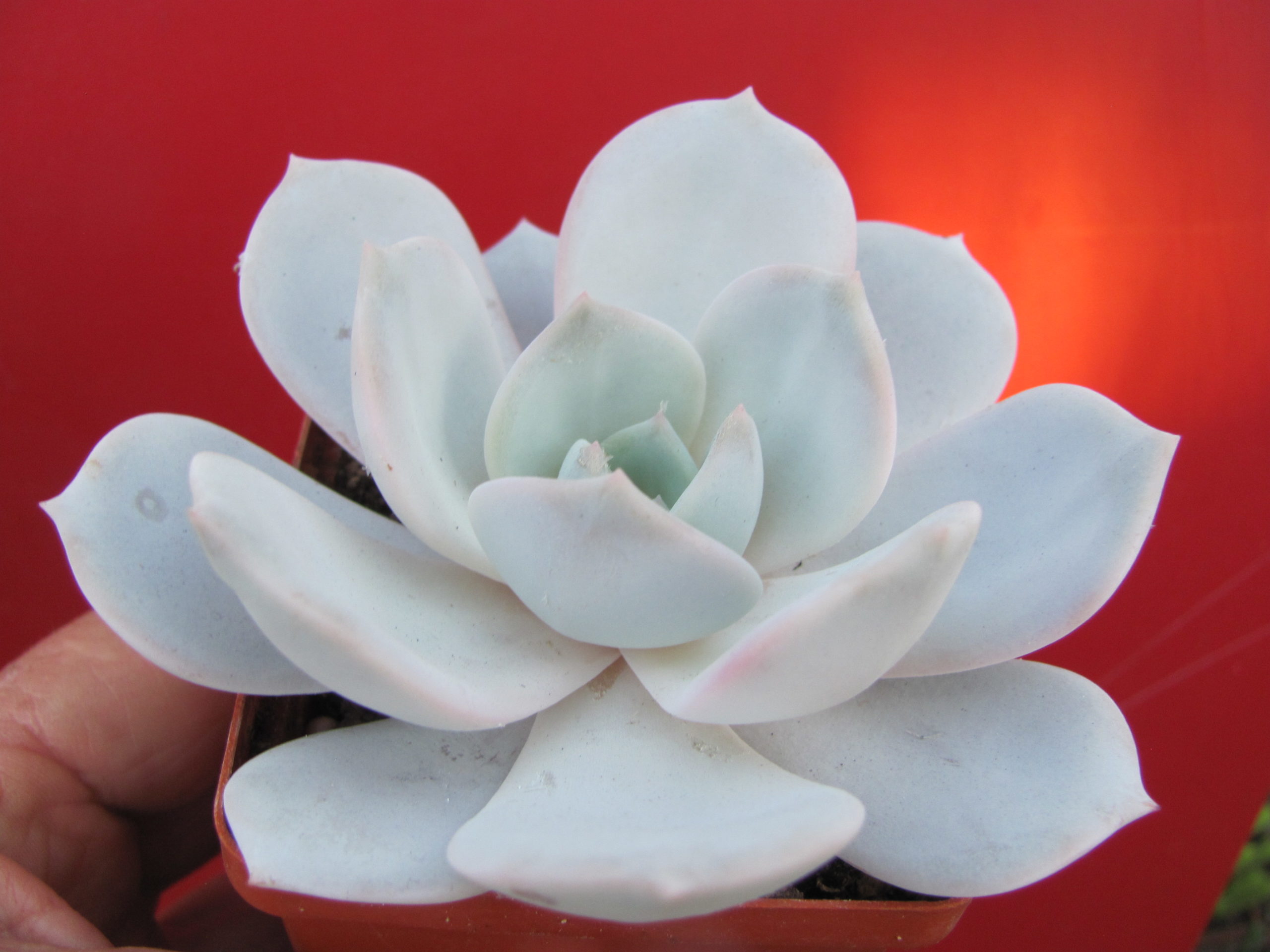 Echeveria  Laui    hybr.