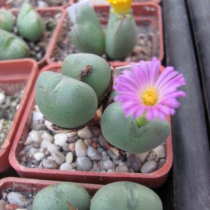 Conophytum velutinum