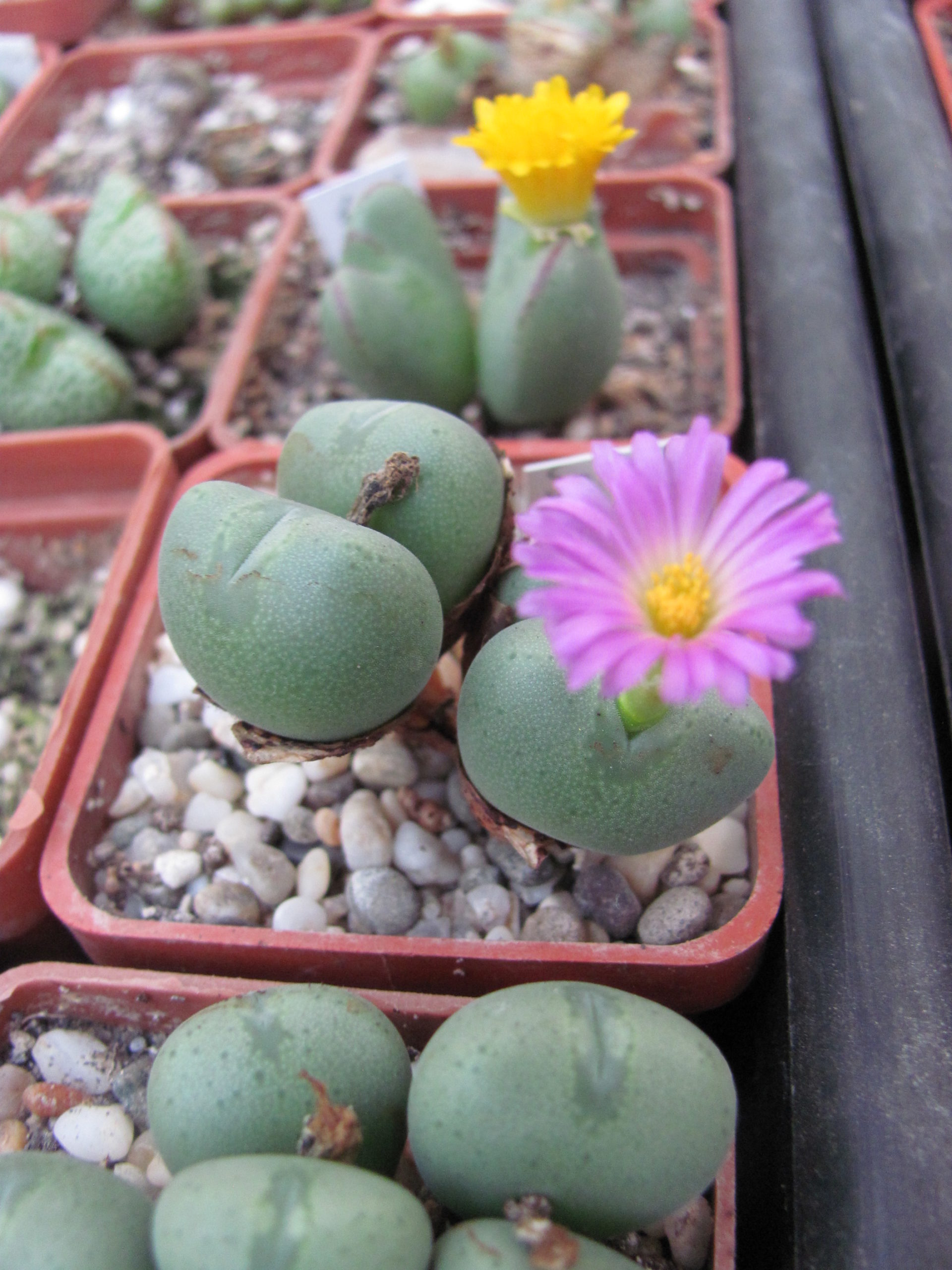 Conophytum velutinum