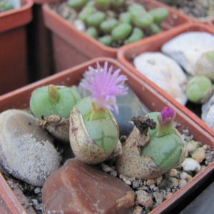 Conophytum ficiforme