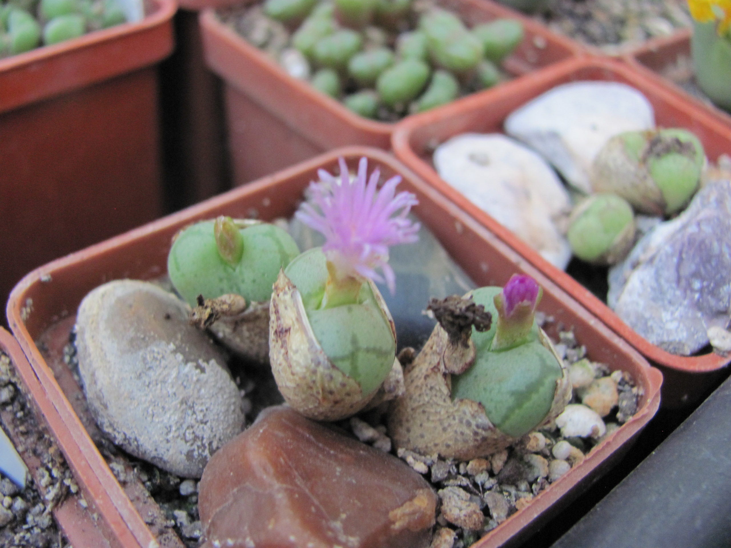 Conophytum ficiforme