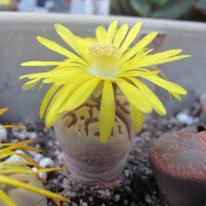 Lithops Dorothea