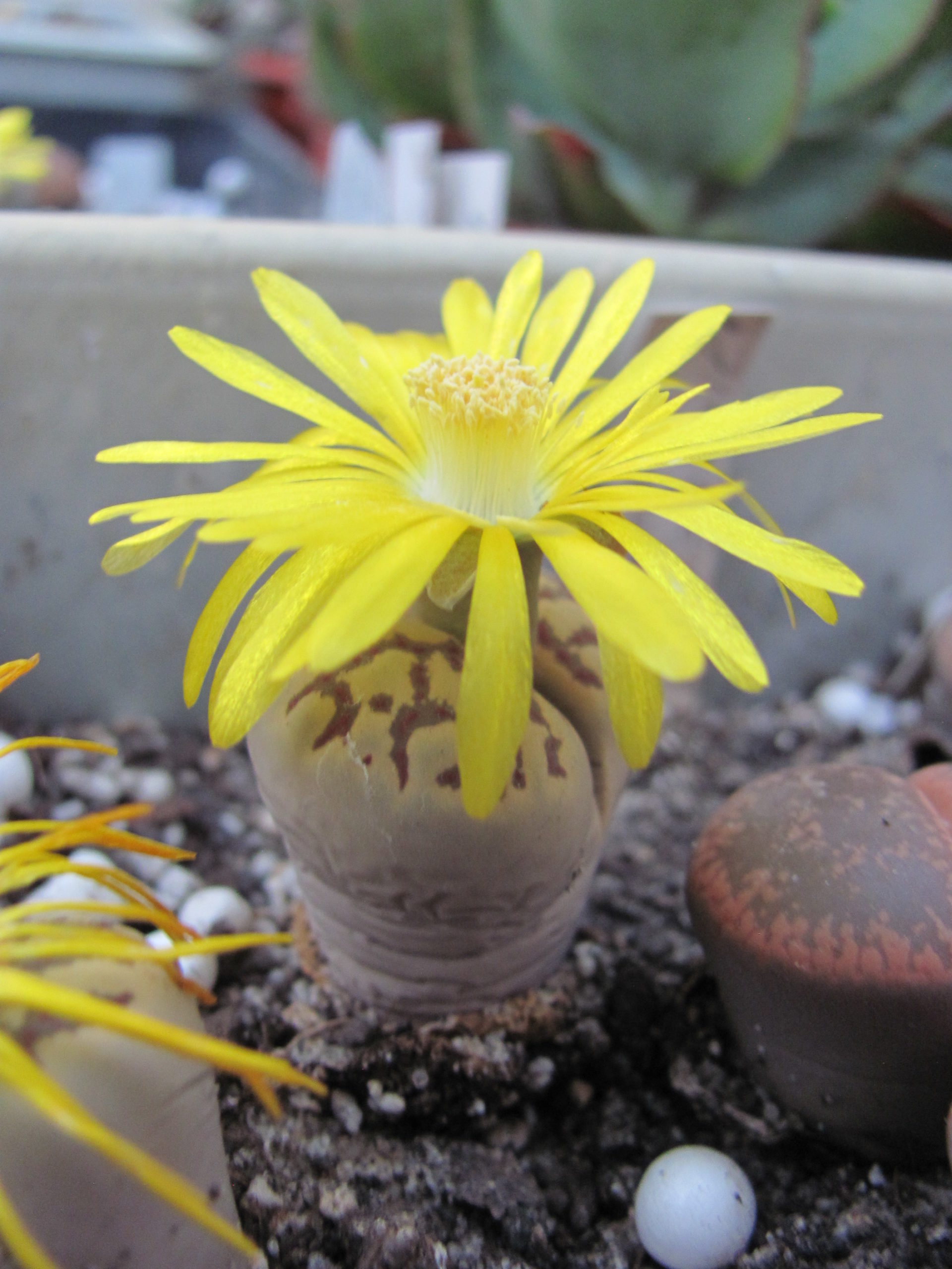 Lithops Dorothea