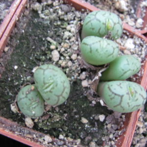 Conophytum minimum