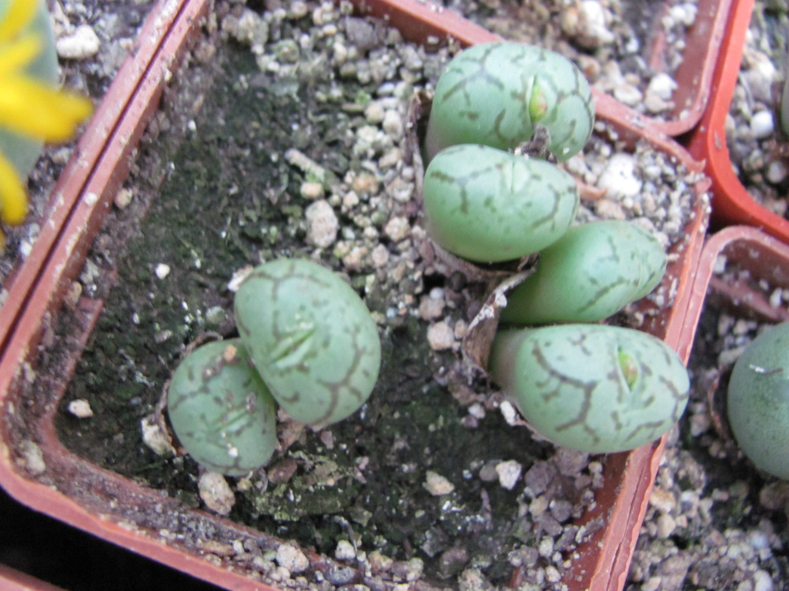 Conophytum minimum