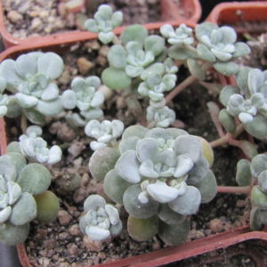 Sedum spathulifolium  *Cape Blanco*