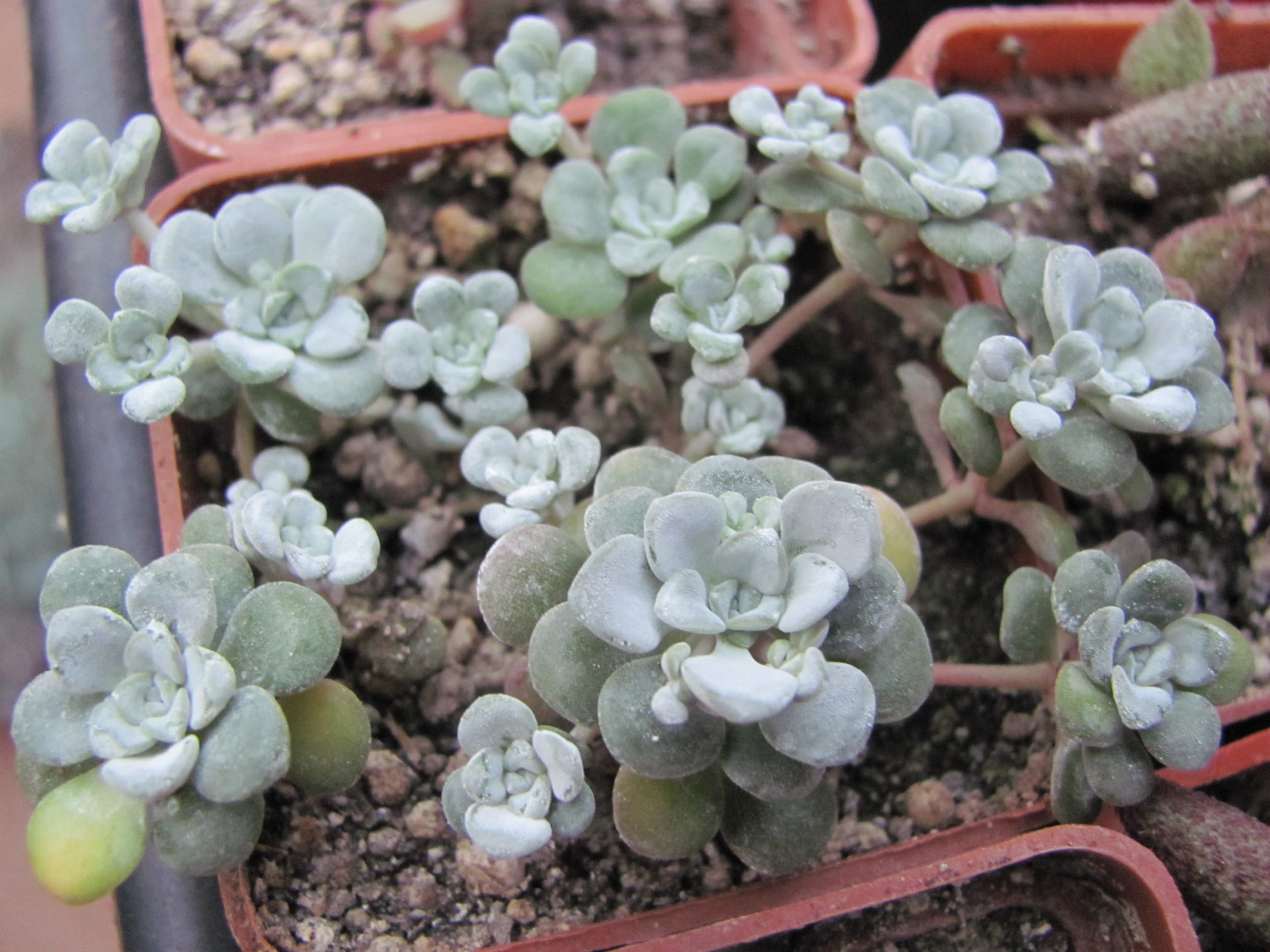 Sedum spathulifolium  *Cape Blanco*