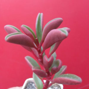 Peperomia graveolens