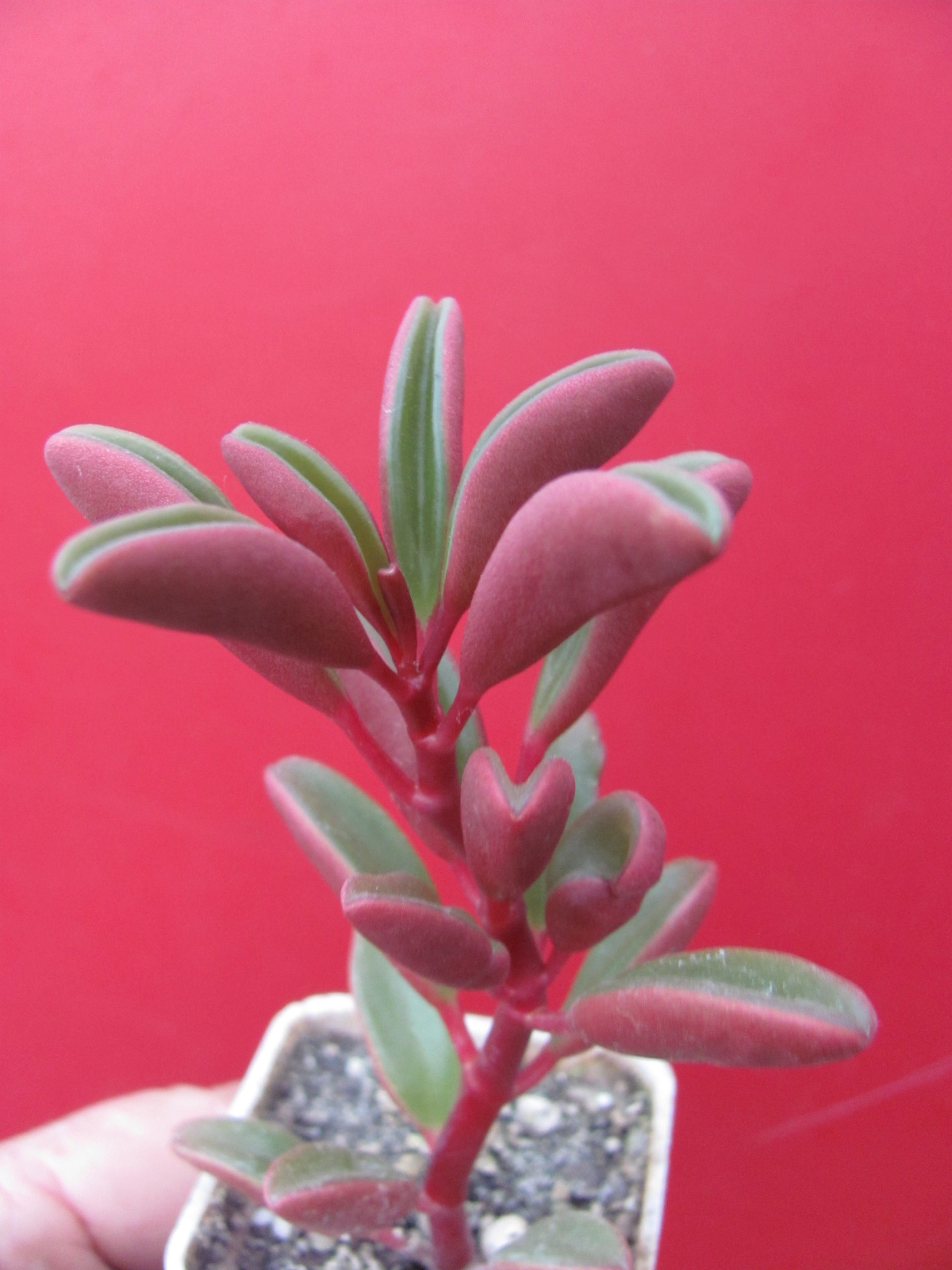 Peperomia graveolens