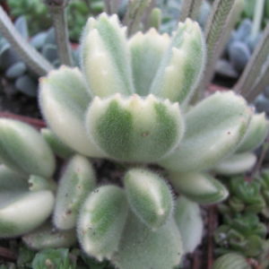Cotyledon  tomentosa   variegata