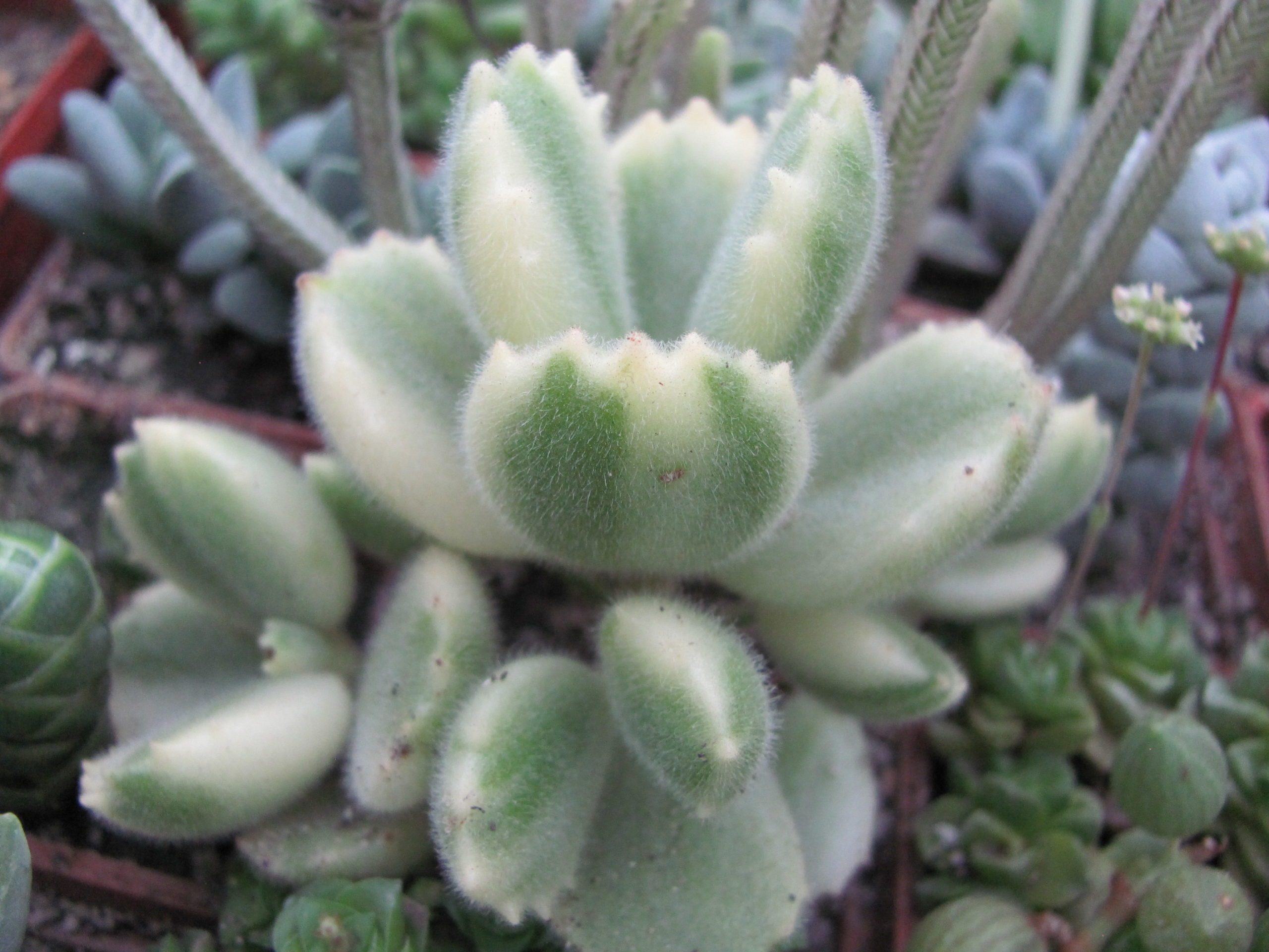 Cotyledon  tomentosa   variegata