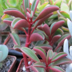 Peperomia graveolens