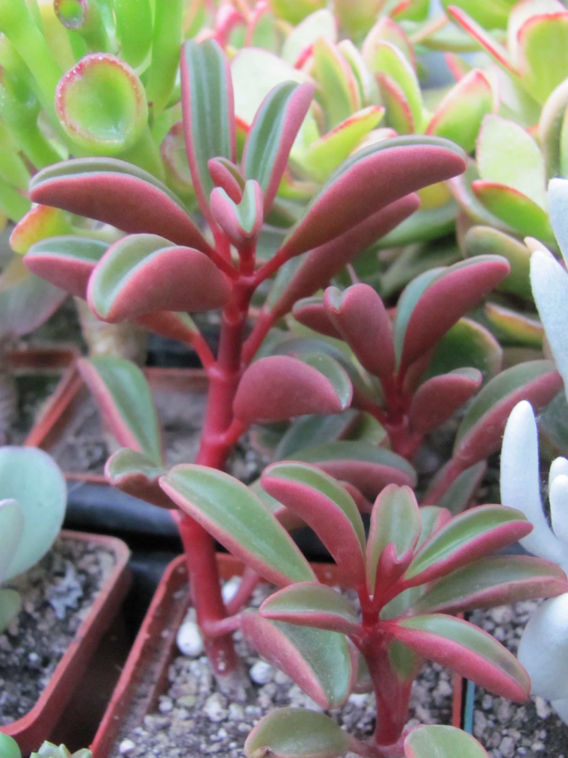 Peperomia graveolens