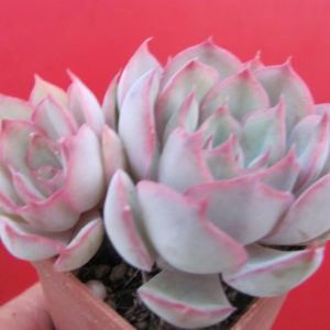 Echeveria Hercules  hybr.