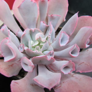 Echeveria Trumpet Pinky
